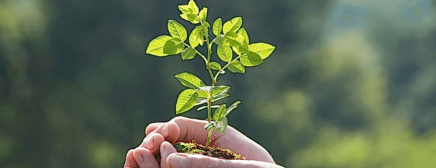 Mandalina Fidan Dikimi