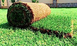 Avcilar Rulo çim uygulaması