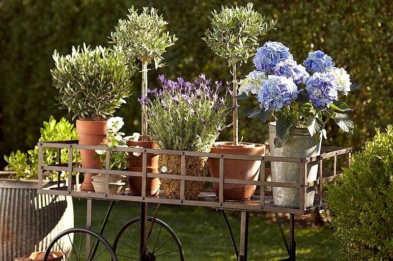 Bahçe Bitkisi Satış ve Temini